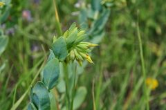 Cerinthe minor