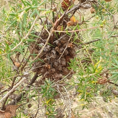 Ericaceae