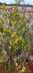 Senna artemisioides artemisioides