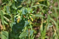 Cerinthe minor