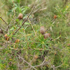 Ericaceae