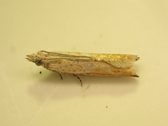 Holocola parthenia