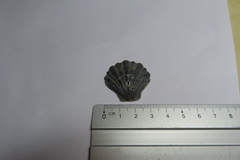 Flexopecten flexuosus