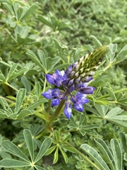 Lupinus succulentus
