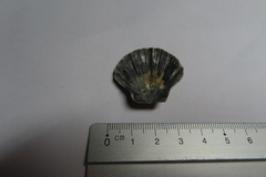 Flexopecten flexuosus