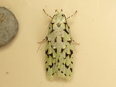 Izatha peroneanella