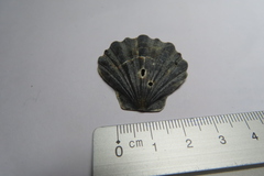 Flexopecten flexuosus