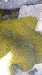 Hypodontium