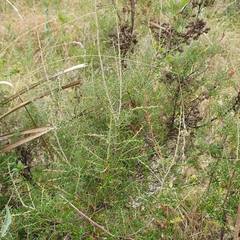 Ericaceae