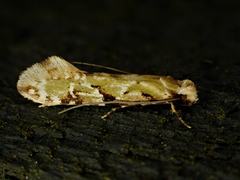 Crypsitricha mesotypa
