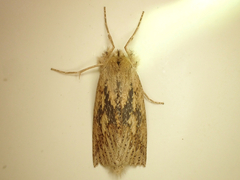 Declana leptomera