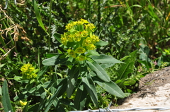 Euphorbia iberica