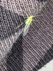 Macrosiphum euphorbiae