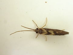 Conoesucidae
