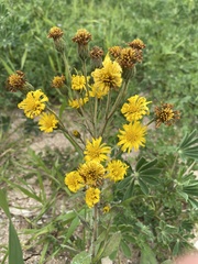 Heterotheca grandiflora