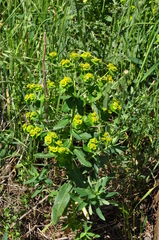 Euphorbia iberica