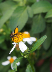 Megachile conjuncta