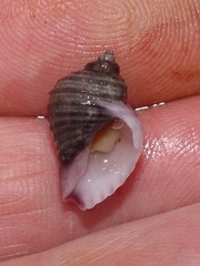 Nucella lapillus