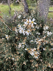 Chiliotrichum diffusum
