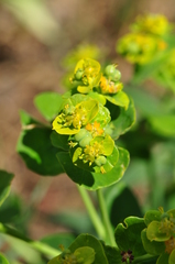 Euphorbia iberica