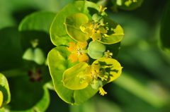 Euphorbia iberica