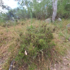 Ericaceae