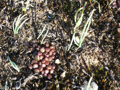 Anacampseros comptonii