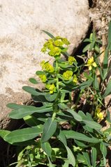 Euphorbia iberica
