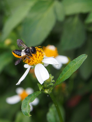 Megachile conjuncta