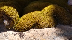 Hypodontium