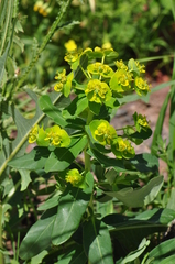 Euphorbia iberica
