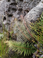 Blechnum punctulatum