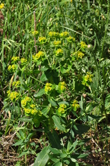 Euphorbia iberica