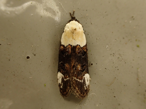 Trachypepla euryleucota Meyrick, 1883