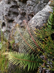 Blechnum punctulatum