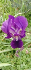 Iris lutescens
