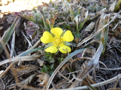 Potentilla verna