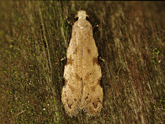 Crypsitricha stereota