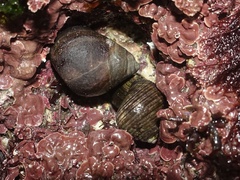 Littorina littorea