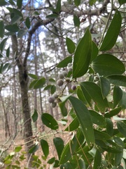 Smilax smallii