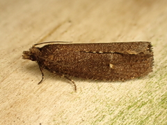 Cryptaspasma querula