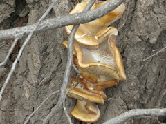 Pleurotaceae
