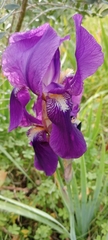 Iris lutescens
