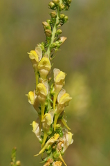 Linaria genistifolia