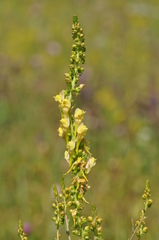 Linaria genistifolia
