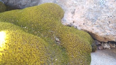 Hypodontium