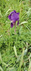Iris lutescens