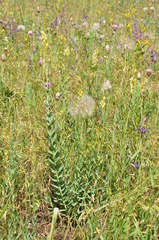 Linaria genistifolia