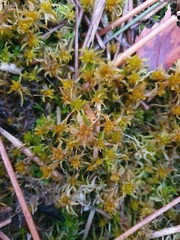 Sphagnum inundatum