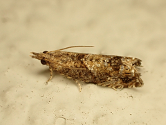 Strepsicrates ejectana